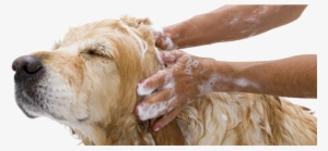 Local Dog Grooming - Pet Being Washed