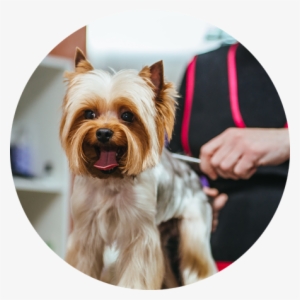 Southern California's Mobile Pet Salon - Dog Grooming Gaithersburg