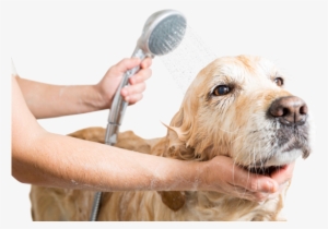 Bath & Brush - Washing A Dog