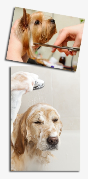 Dog Day Afternoon Grooming - Ultimate Dog Grooming By Eileen Geeson