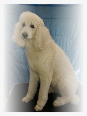 Dog Grooming In St Louis Before Photo - St. Louis