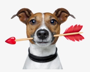 Love Story Dog - Dog In Love Png