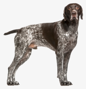Billings Gun Dog Training