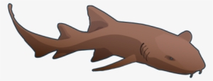 Tiburon Nodriza - Nurse Shark