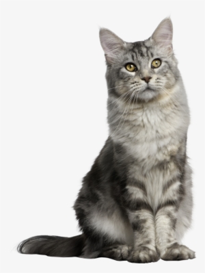 Gray Long Hair Cat