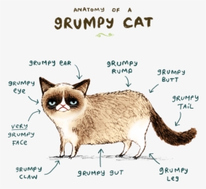 Anatomy Of A Grumpy Cat - Grumpy Cat Wallpaper Iphone