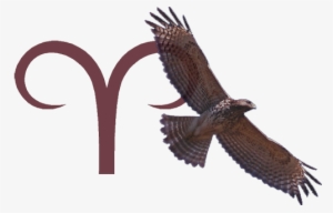 Redaries - Native American Hawk Symbols