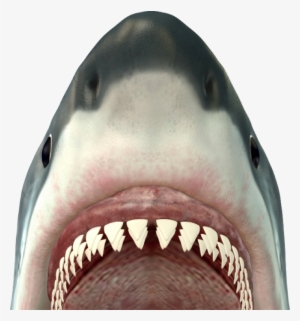 revise & edit - teeth of a bull shark