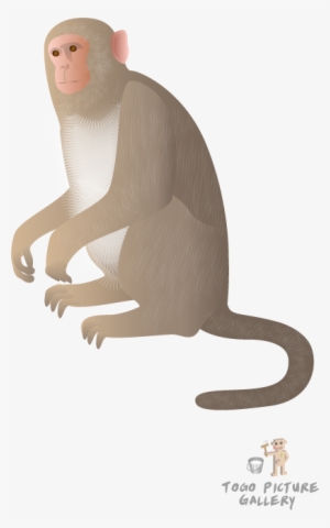 Rhesus Monkey - Rhesus Monkey Cartoon