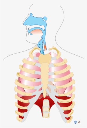 Png Respiratory System - Human Respiratory System Png