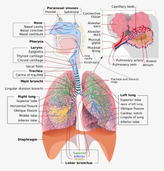 Respiratory System Complete En - Respiratory System Diagram