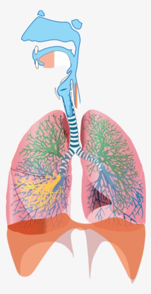 Small - Annotated Respiratory System Diagram