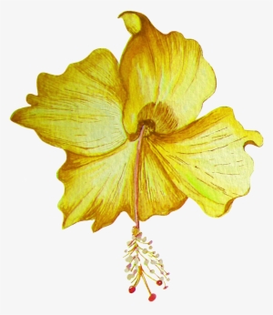 Hand Painted Golden Hibiscus Flower Transparent Png - 扶桑 花 免費 Png