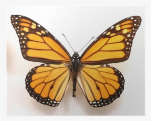Monarch Butterfly Print