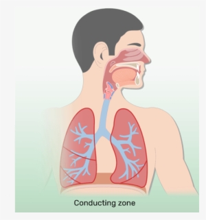 The Respiratory Zone Of The Respiratory System - Respiratory System No Labels