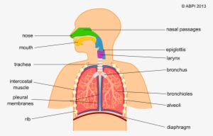 Relax Clipart Human Breathing - Simple Human Respiratory System