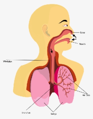 Respiratory System Primary School