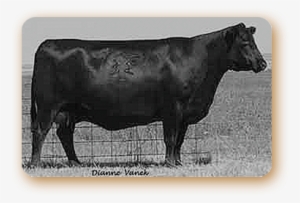 Basin Enchantress - Dairy Cow