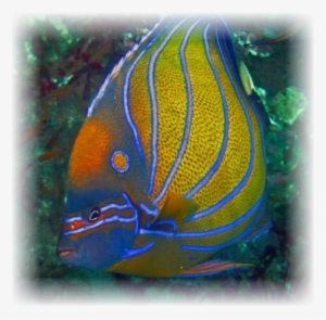 Annularis Angelfish - - Emperor Angelfish