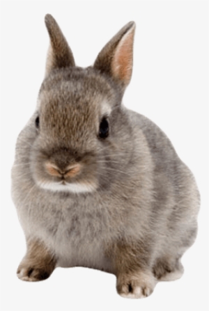 Cute Rabbit - Transparent Background Rabbit Transparent