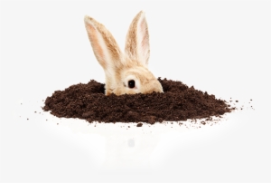Rabbit Hole Png Transparent Image - Easter