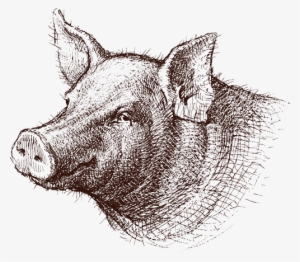 Hoghead - Drawing Of A Pig Head