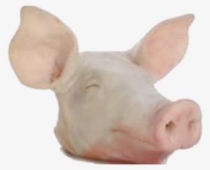 Pork Head - Domestic Pig