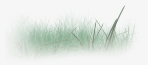 Wir Schulden Der Natur Allergrößten Respekt - Sweet Grass