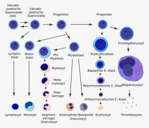 Blood Cells Differentiation Chart De - Stem Cell