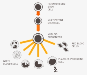 Celulasestaminais - Haematopoietic Stem Cells Umbilicol Cord