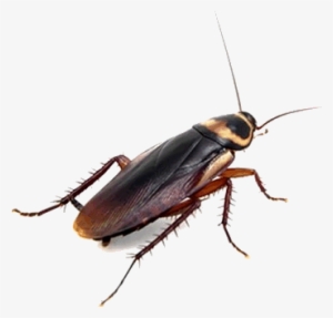 Cockroaches - Brown Cockroach