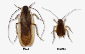 Pennsylvania Wood Cockroach - Wood Cockroach Male Female