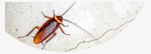 Photos Of Termidor Roach Control - Kecoa