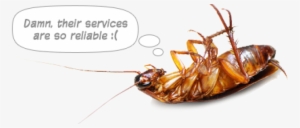Cockroach