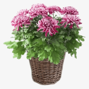 potted pink chrysanthemum - chrysanthèmes en pot
