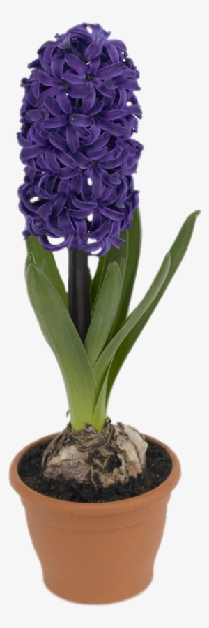 Potted Hyacinth - گل سنبل طبیعی