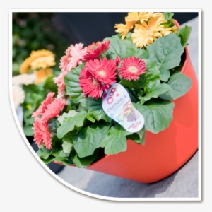 Potted Plants - Transvaal Daisy