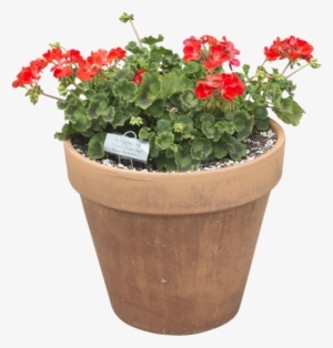 Planting A Window Box Planter Southern Patio - Flowerpot
