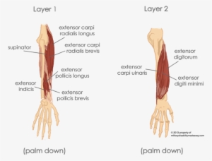 muscles of the forearm - extensor digiti minimi and extensor carpi ulnaris