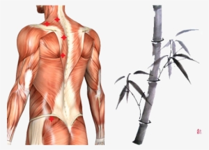 Drawing Of Body Muscles As A Guide For Sports Massage - Muscles Massage