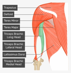 A Posterior View Of The Upper Arm And Shoulder Showing - Lateral Head Of The Triceps Brachii