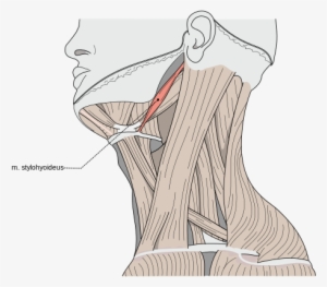 The Stylohyoid Among The Triangles Of The Neck - Musculus Stylohyoideus