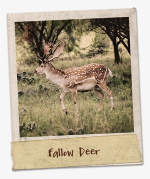Fallow Deer Were Native To Most Of Europe And The Middle - Fallow Deer