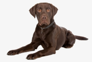 looking for a labrador retriever puppy or dog in illinois - el paso