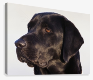 Close-up Of Black Labrador Retriever Canvas Print - Labrador Retriever