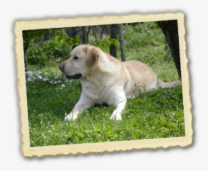 Labrador Cameo's Anema E Core - Labrador Retriever