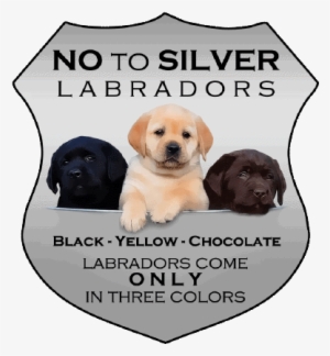 Photo Taken By Sharon Morris Wagner - Differences Between American Labs And English Labs