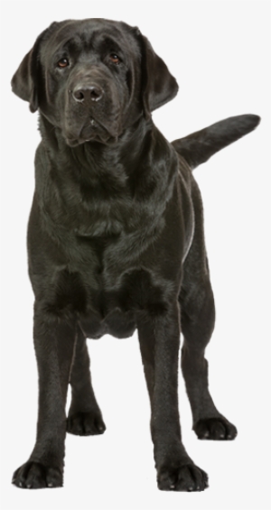 Ph Gr Ch Special Edition's Abdullah - Labrador Breeders In The Philippines