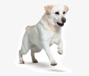 Labrador Retrievers Are Good-natured, Active And Affectionate - Veterinary Physician