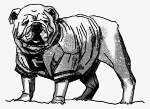 13+ Bulldog png clipart facing left